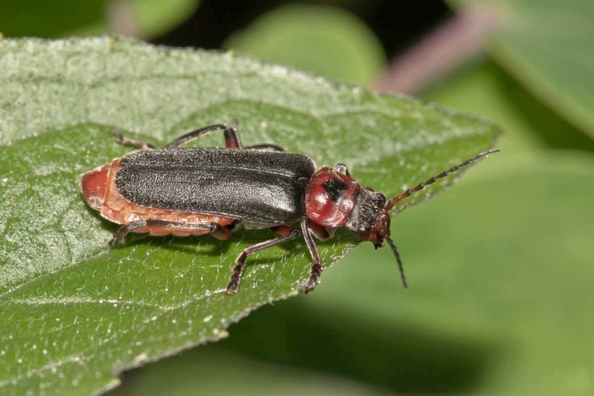 cantharides utilité jardin