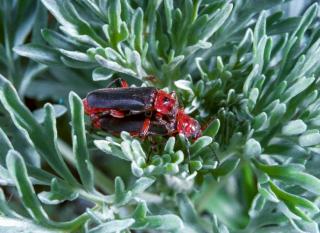 cantharides utilité potager