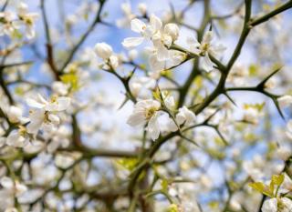 citronnier épineux (Poncirus trifoliata)