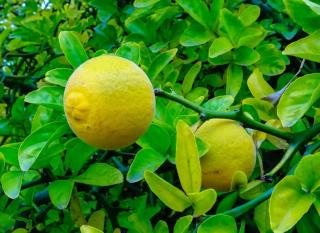 citronnier épineux (Poncirus trifoliata)