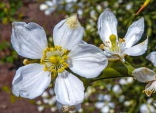 citronnier épineux (Poncirus trifoliata)