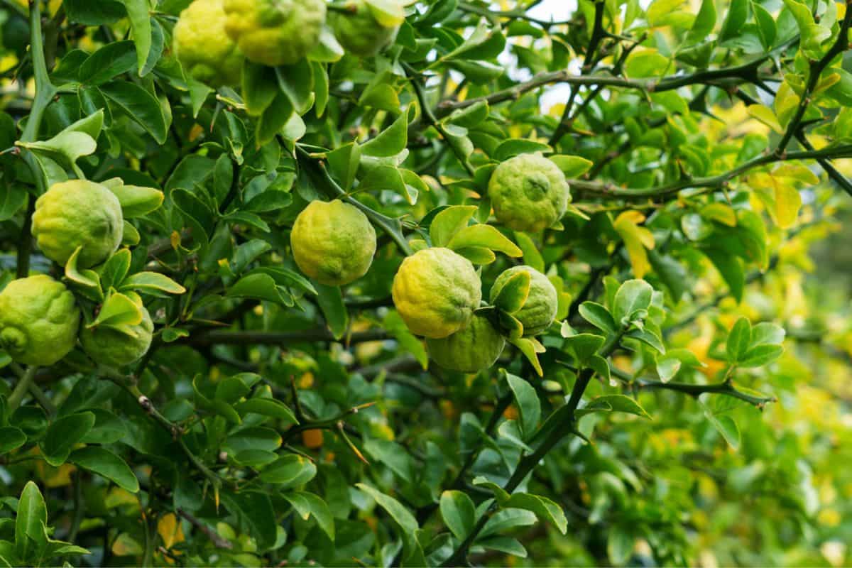 citronnier épineux (Poncirus trifoliata)