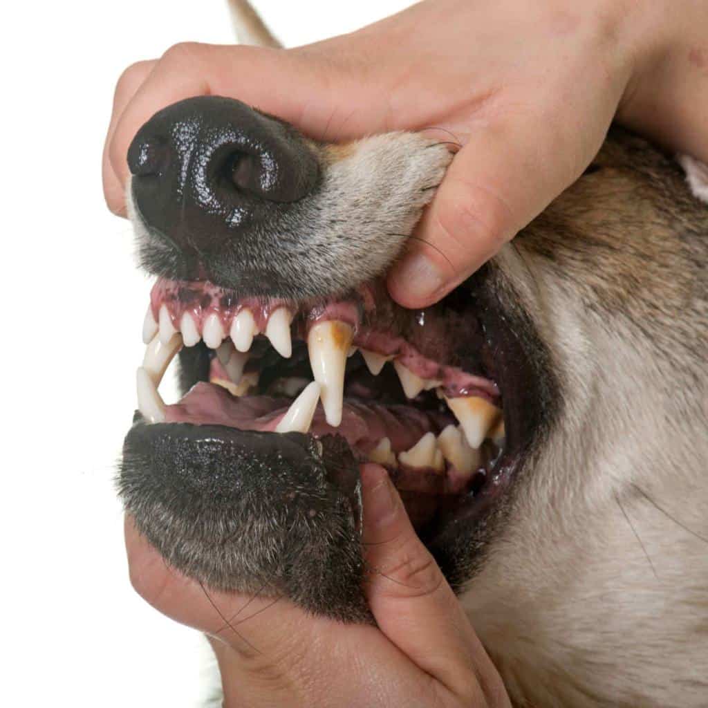 Dents du chien particularités, soins et hygiène