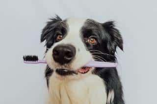 dents du chien hygiène entretien