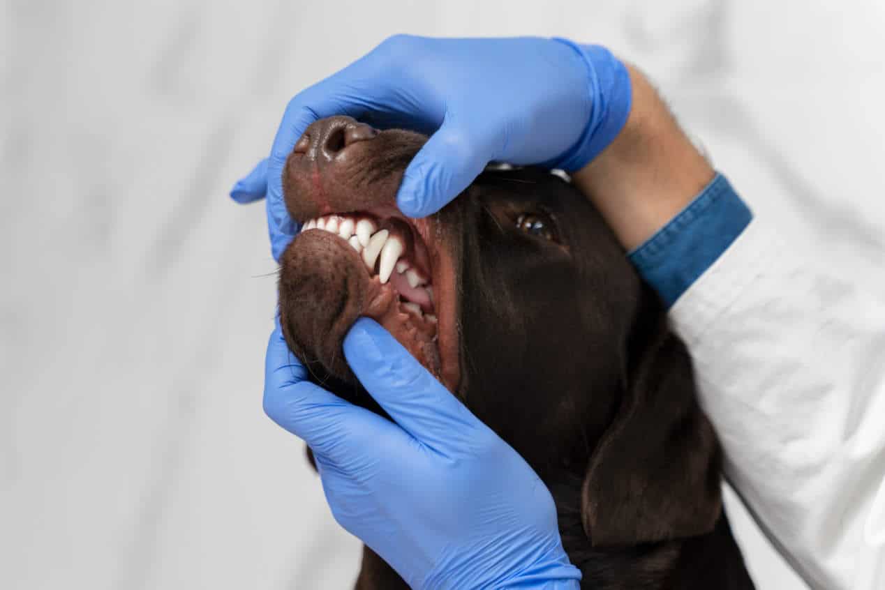 dents du chien