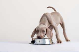 gamelles et alimentation pour chiot, les conseils