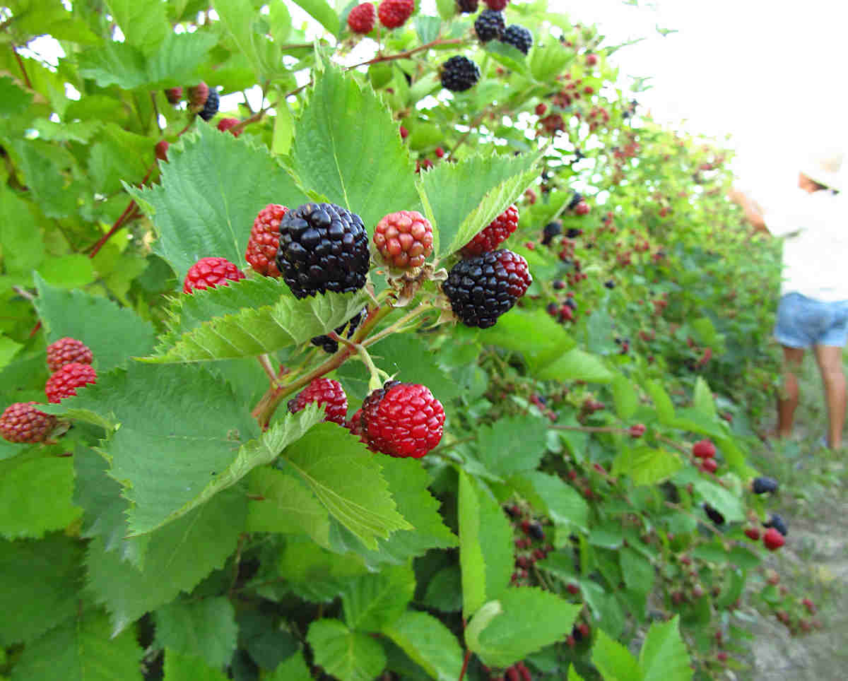 palissage palisser mure ronce - Rubus fruticosus