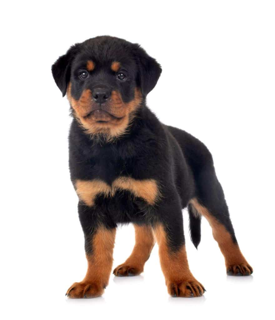 Rottweiler : caractère, alimentation et prix