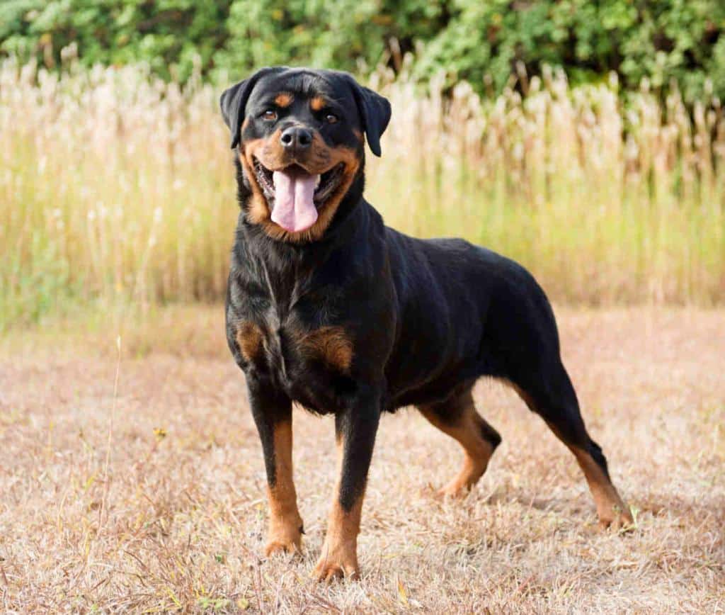 Rottweiler chien