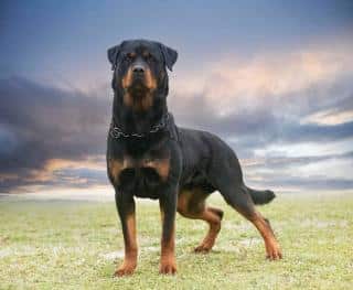 rottweiler chien santé, alimentation et entretien