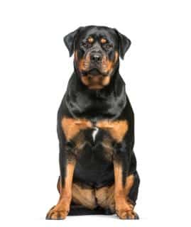 rottweiler poids tailles