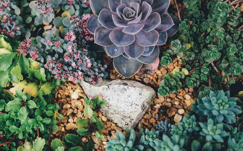 succulentes plantes