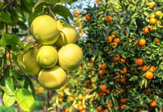 variétés citrus agrumes