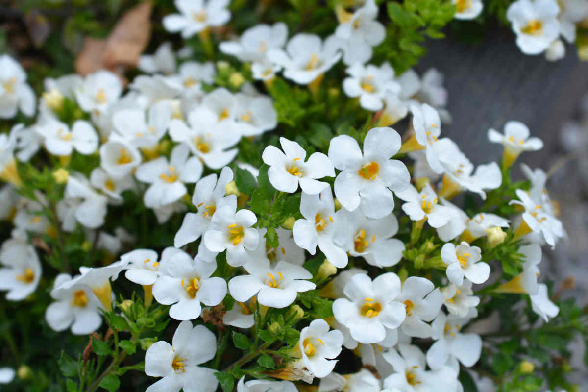 Bacopa Fleurs Blanches Pot 11 cm - Le Jardin du Rudel