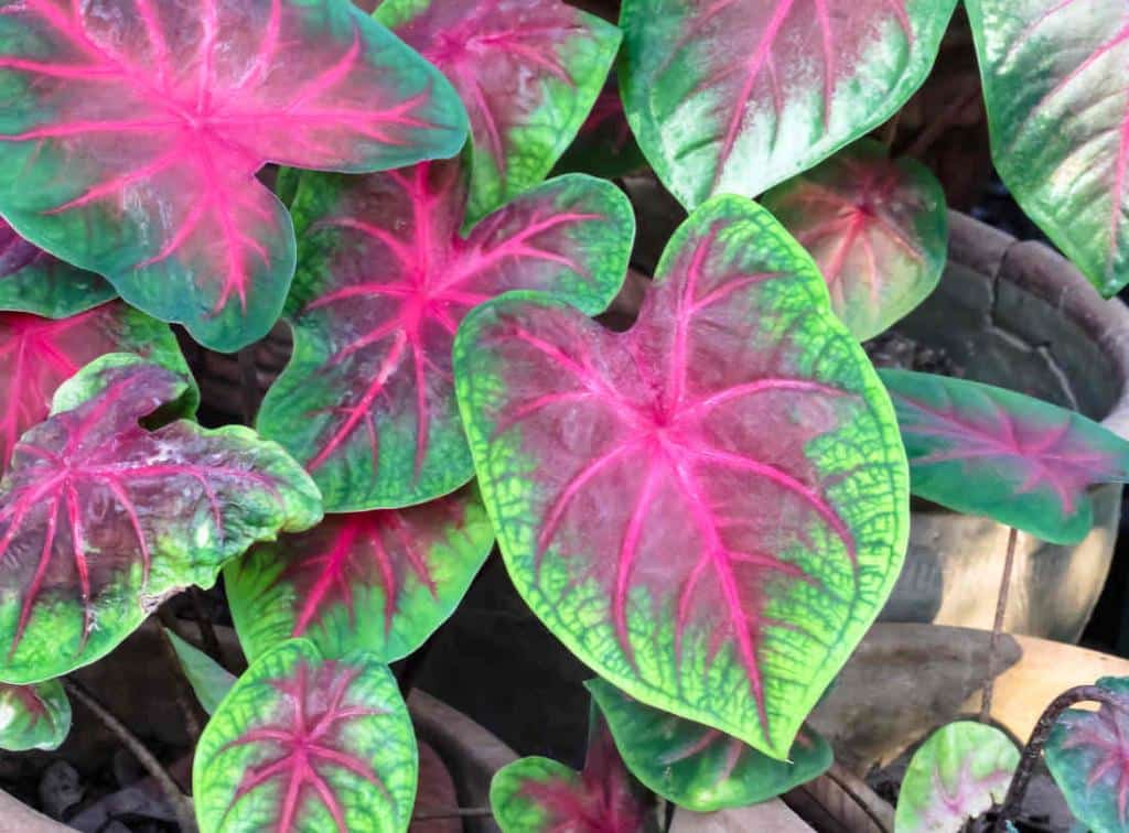 Caladium