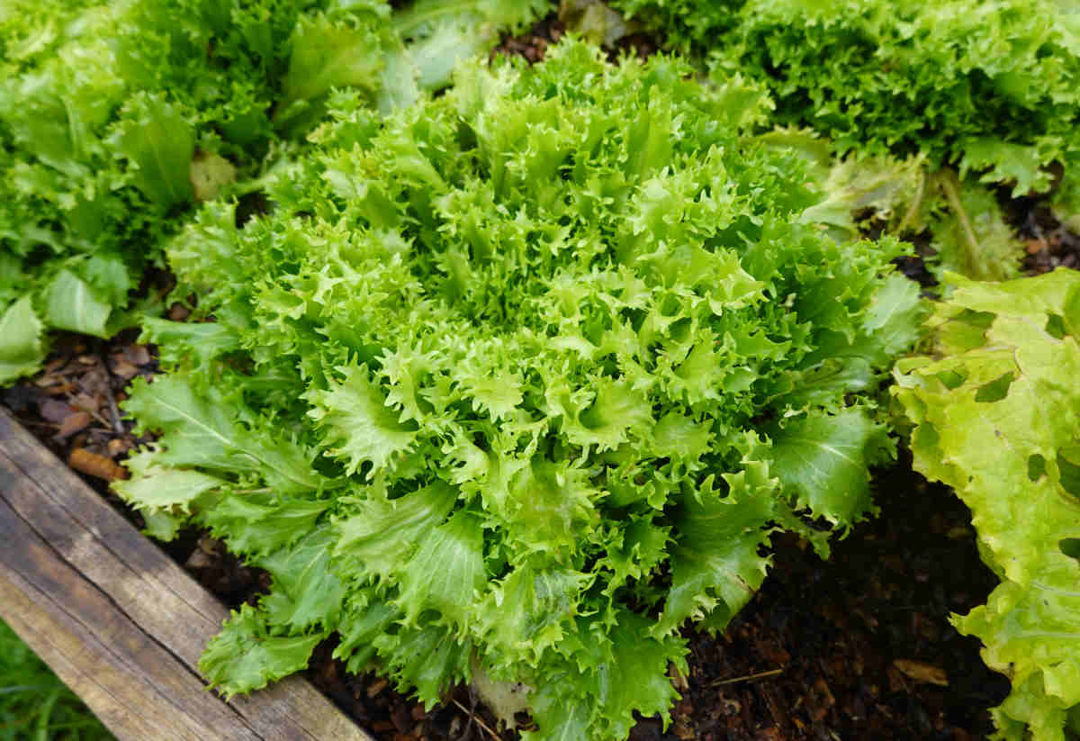 Chicorée frisée plante culture