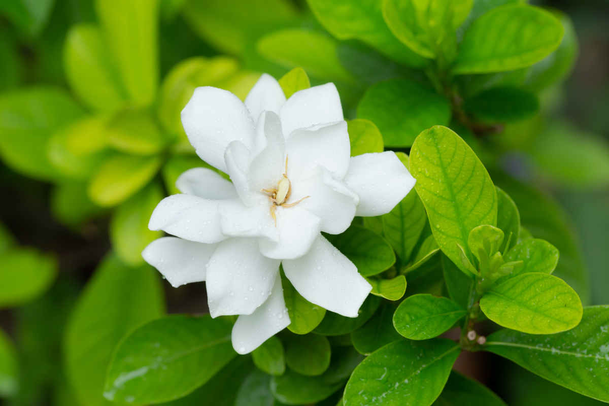 Gardenia Jasminoides Jasmin