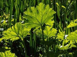 Plantation d'un Gunnera