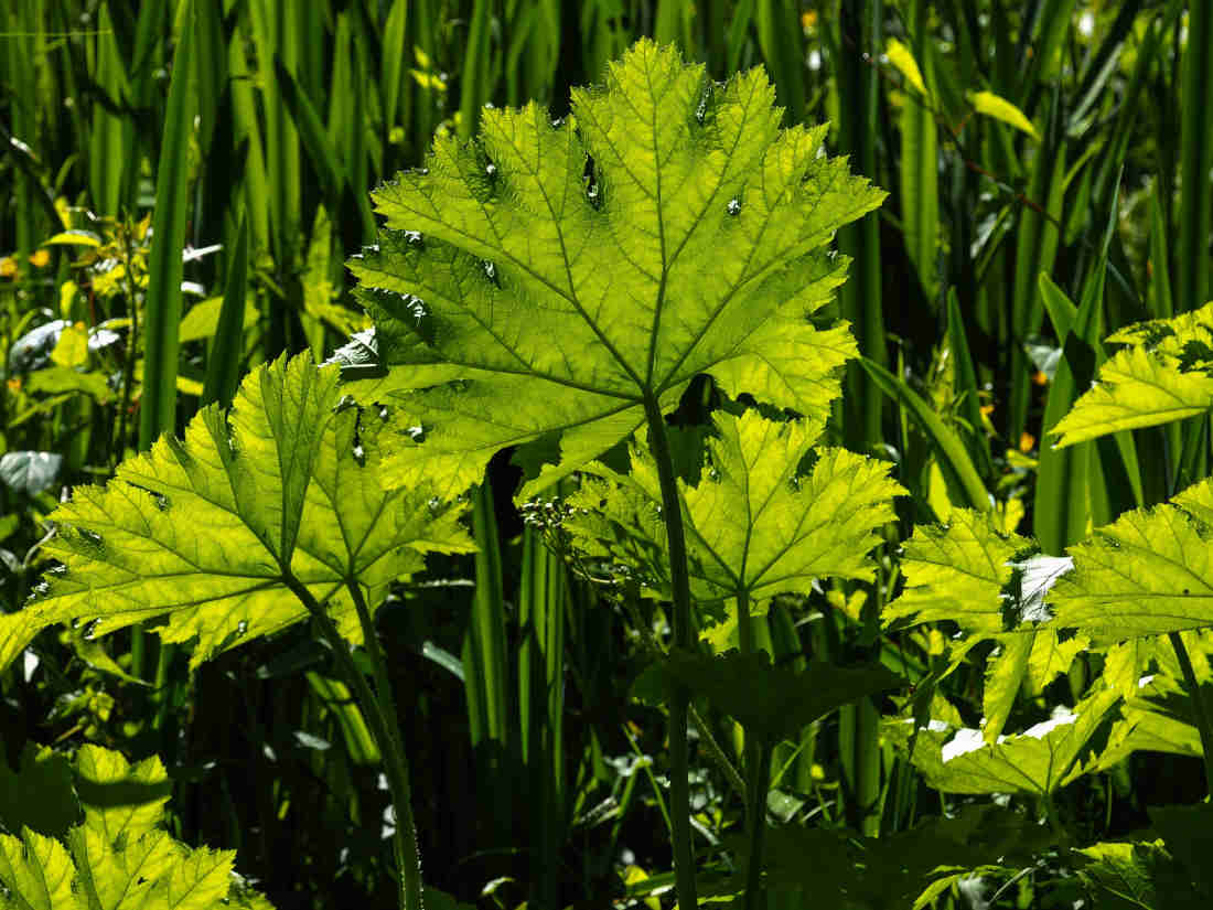 Plante à grande feuille - Au jardin, forum de jardinage