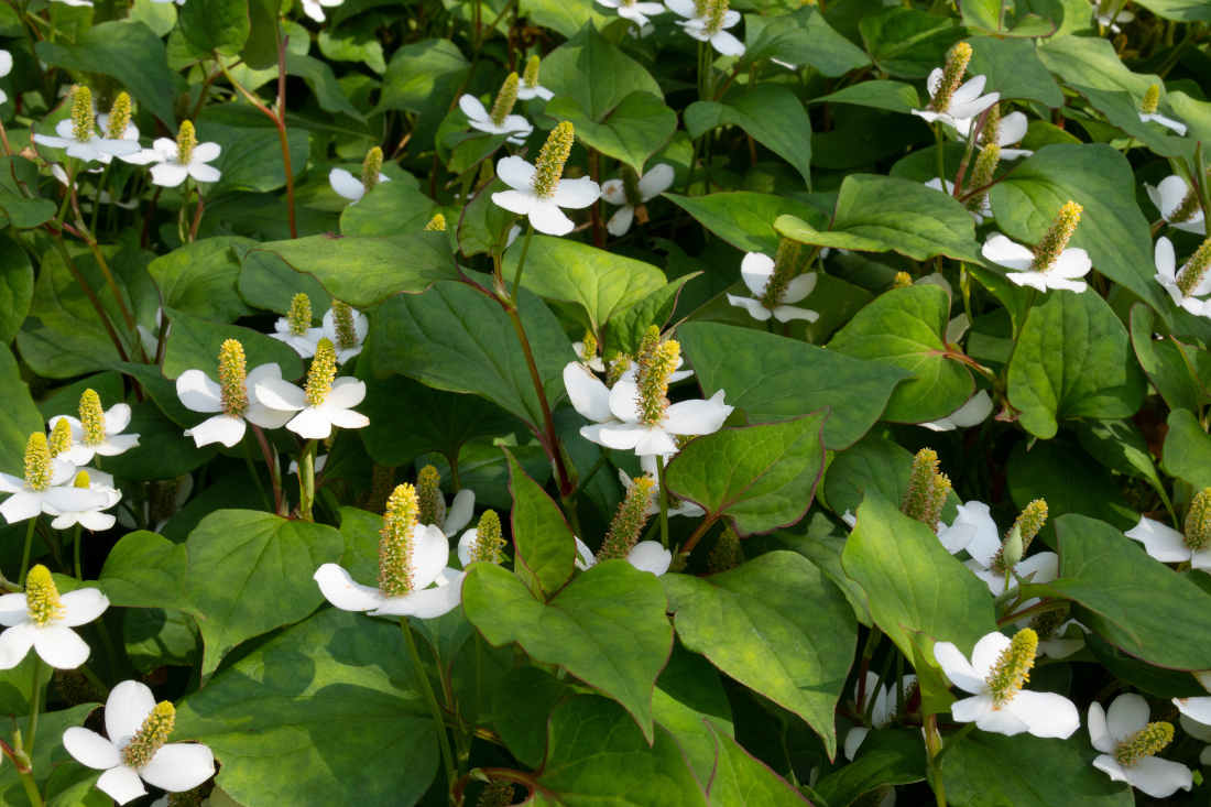 Houttuynia cordata - chamaleon