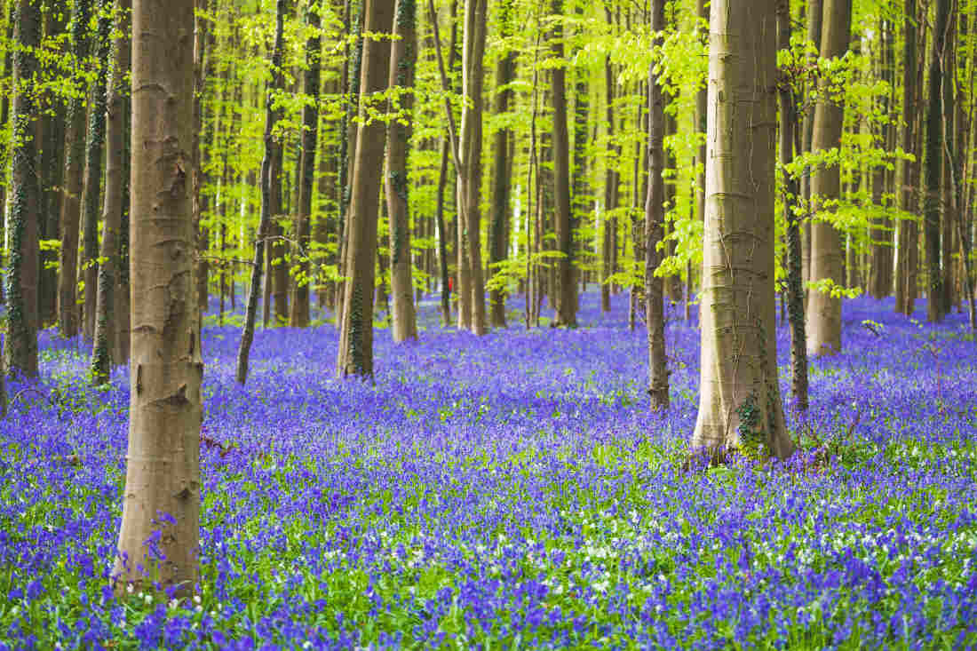 Jacinthe des bois - Hyacinthoides non-scripta