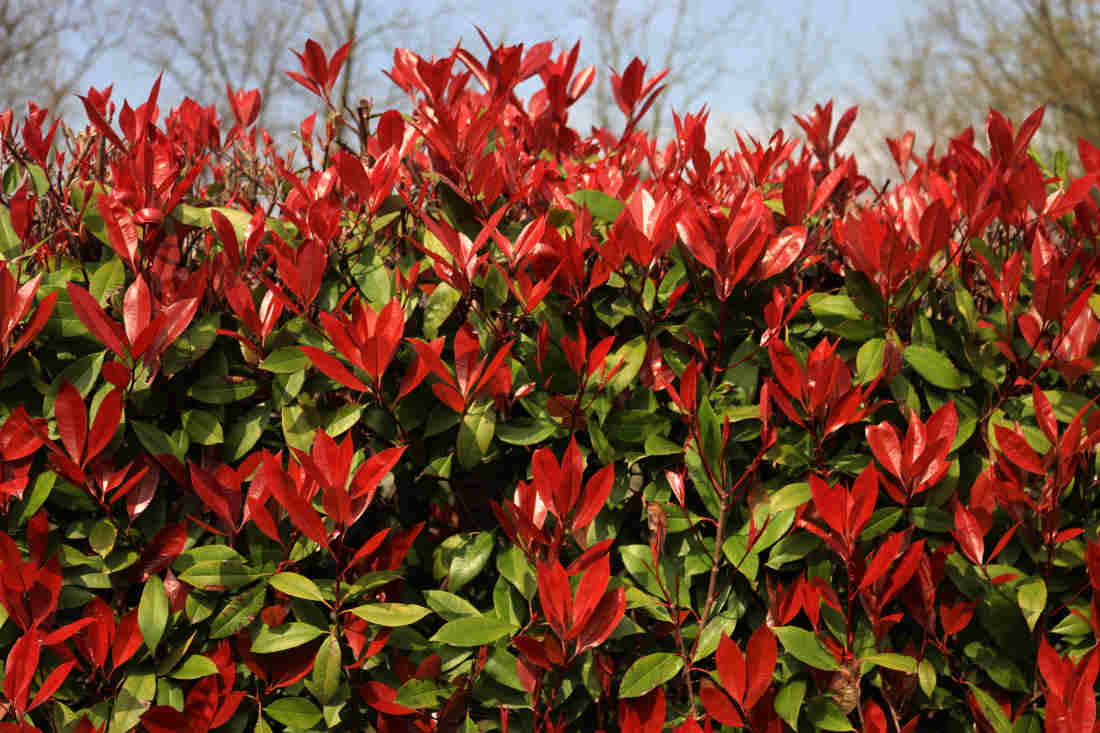 Photinia