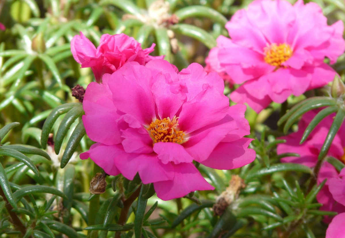 Pourpier a grandes fleurs - Portulaca grandiflora