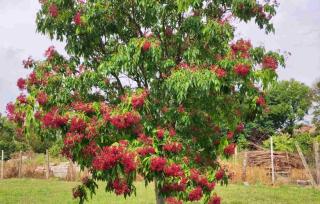 arbre à miel (tetradium daniellii)