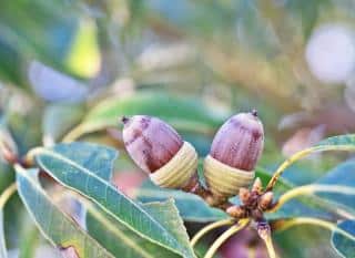 chêne à feuilles de bambou - quercus myrsinifolia 