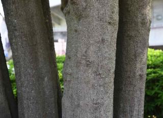 chêne à feuilles de bambou - quercus myrsinifolia 