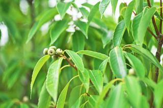 chêne à feuilles de bambou - quercus myrsinifolia