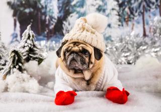 chien et froid les différents accessoires