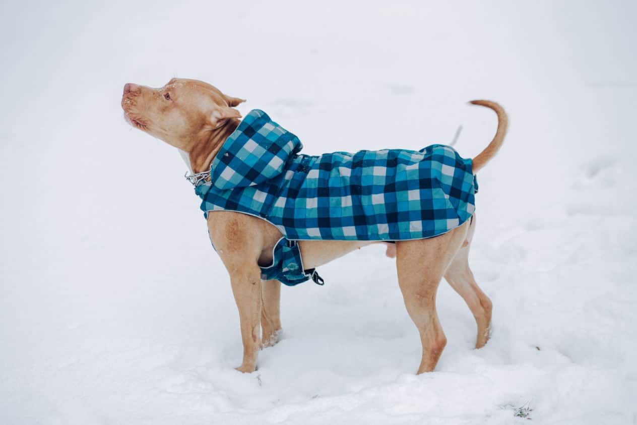 chien et froid manteau