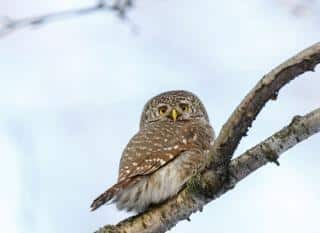 chouettes et hiboux 