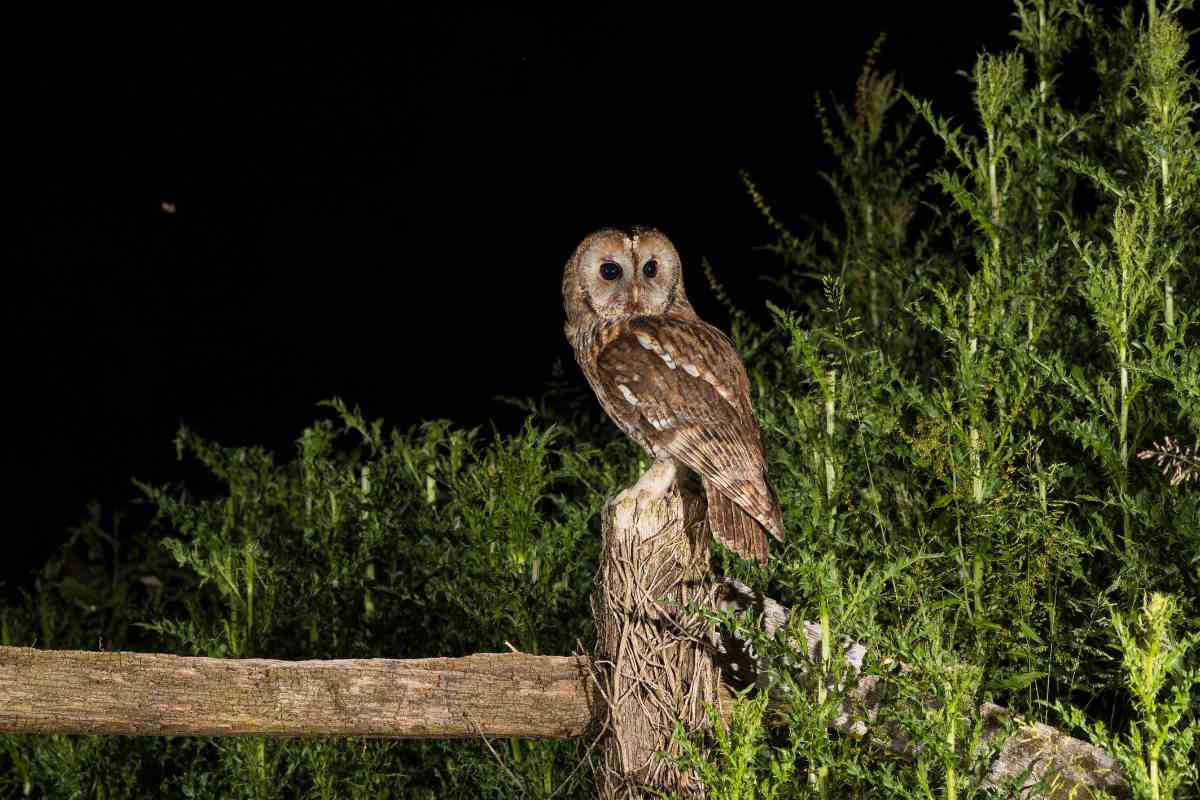 chouettes et hiboux