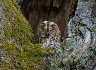 chouettes et hiboux 