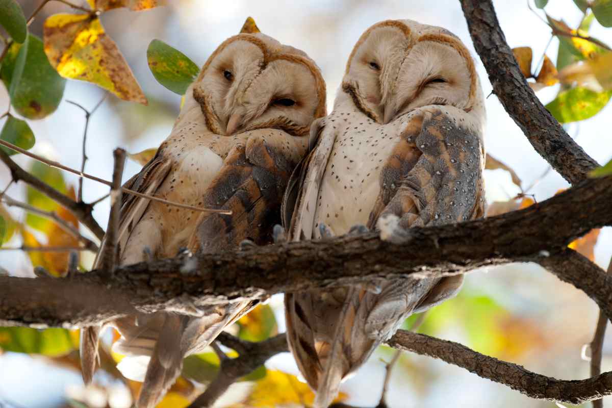 chouettes et hiboux : différences et espèces