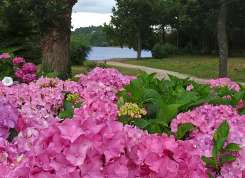 circuit hortensia ploermel Bretagne