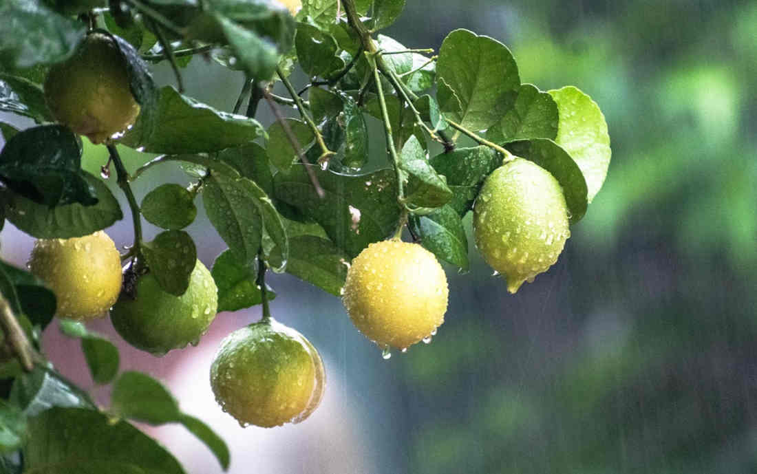 citronnier citrons