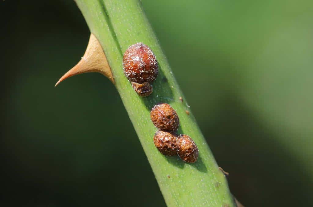 cochenille à carapace