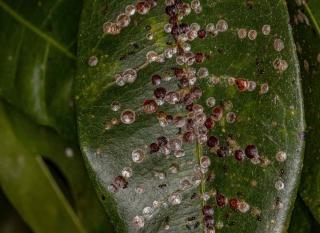 cochenilles à carapace : identification et lutte