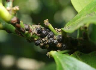 cochenille à carapace plantes hôtes 