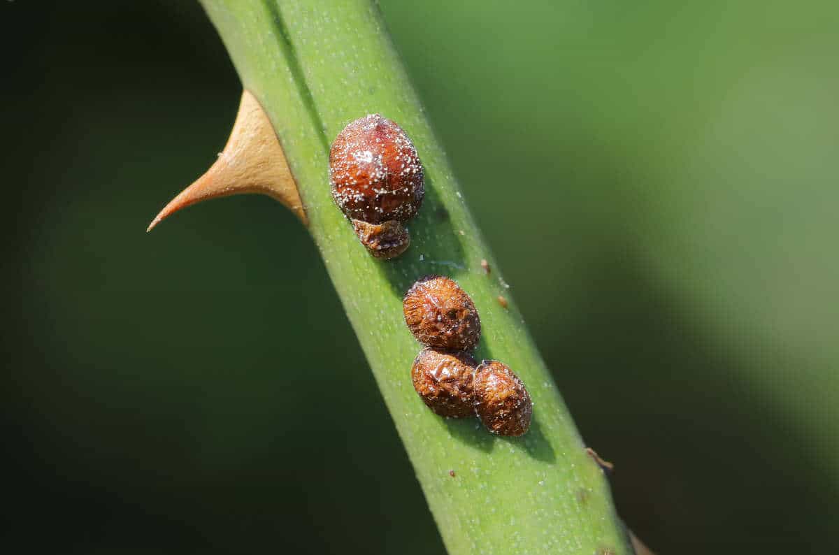 cochenille à carapace