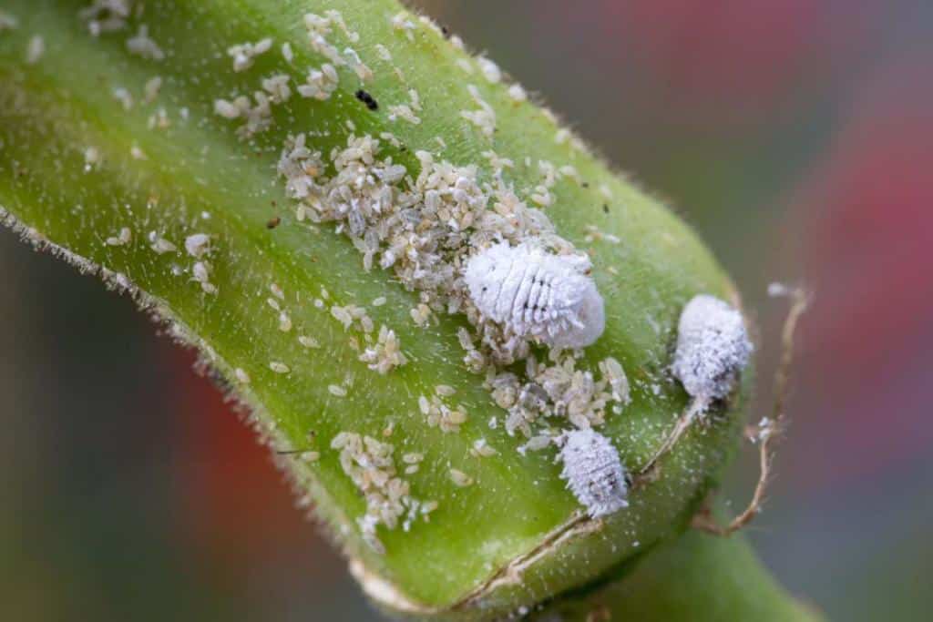 cochenille farineuse