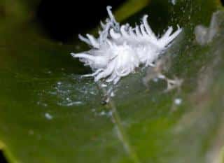 cochenille farineuse cycle de vie