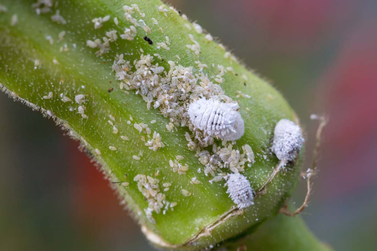 cochenille farineuse