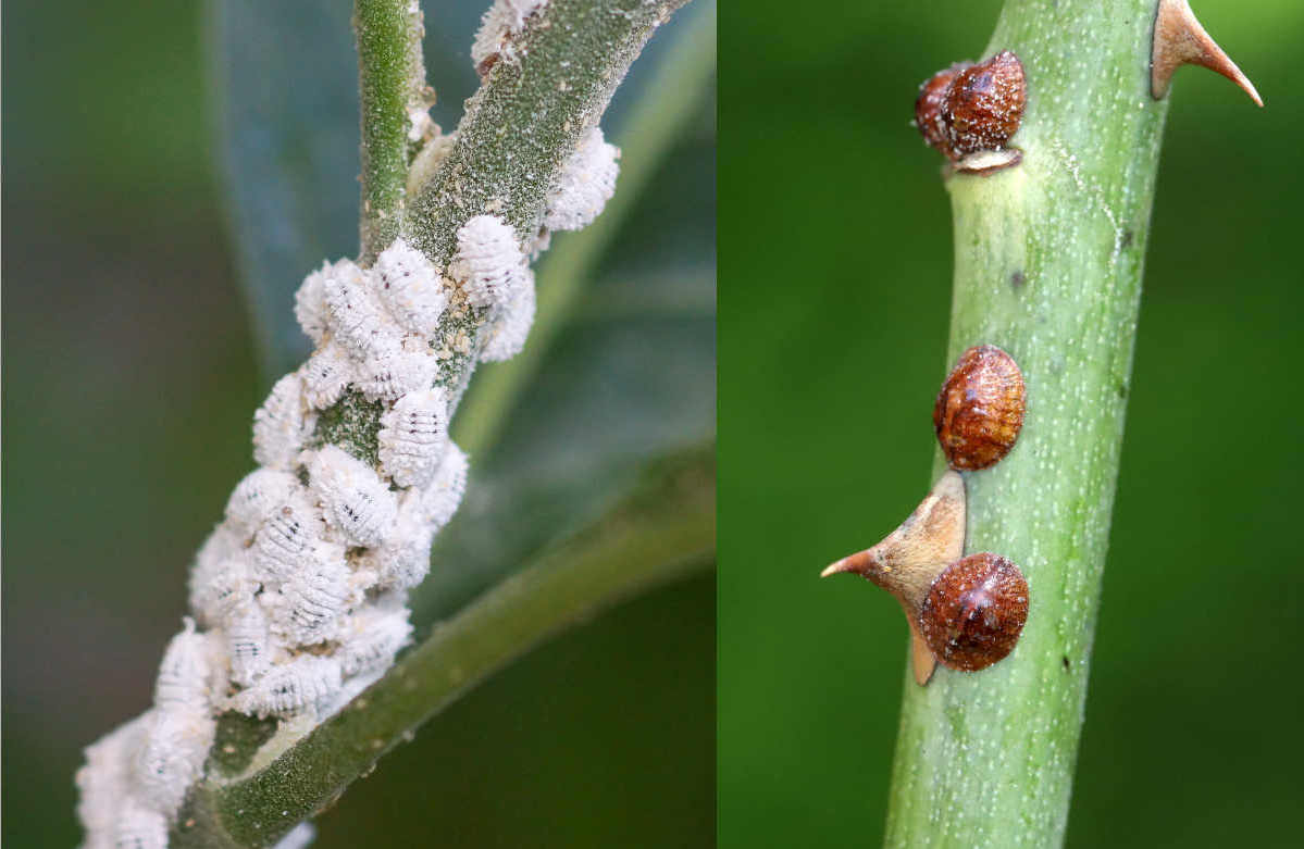 Cochenille : symptômes; lutte biologique