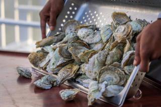 coquilles d'huitres utilisations au jardin