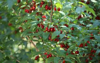 cornus mas