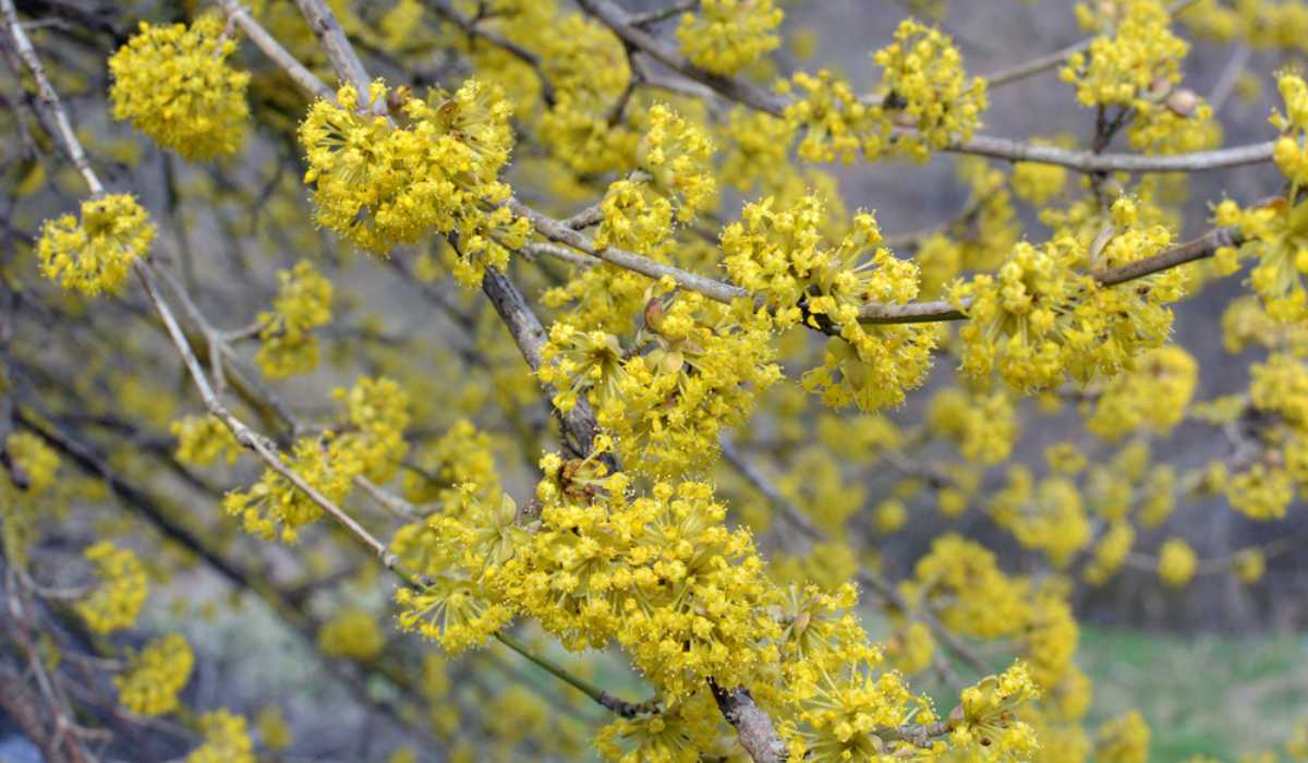 cornus mas